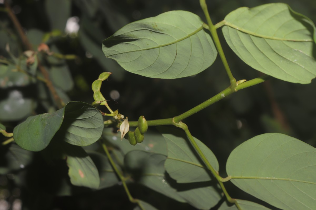 Dendrolobium umbellatum (L.) Benth.